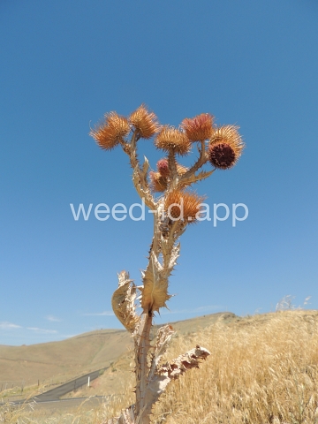 thistle, Scotch
